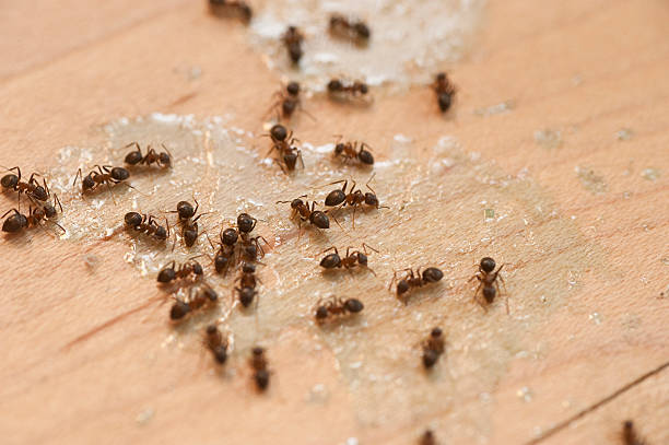 Flea Control Services in Canterwood, WA