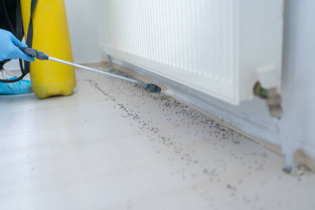 Best Bed Bug Extermination  in Canterwood, WA